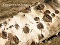 Diatrypella favacea-AMF144